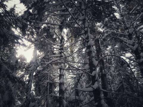 First for the trees