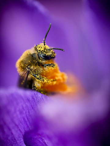 Honeybee pollinating crocus flower