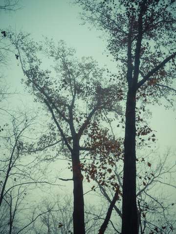 Two trees 2