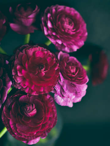 Purple ranunculus 2
