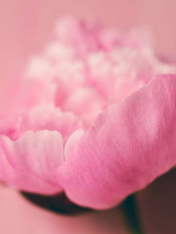 Pink peony