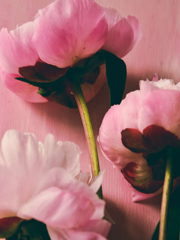Pink peony 2