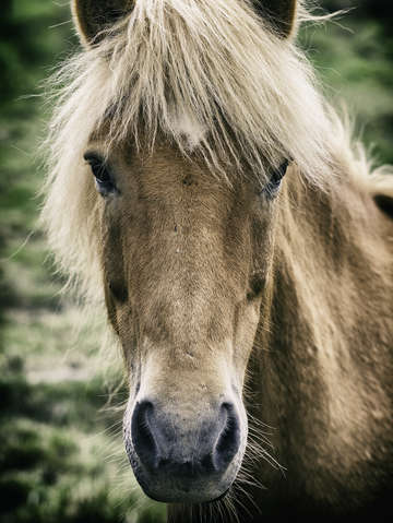 Icelandic horse