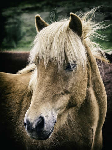 Icelandic horse ii