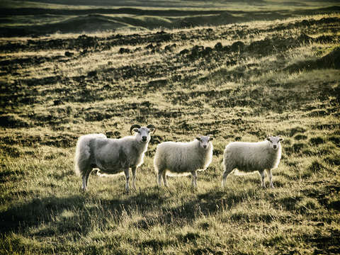 Hey ewe