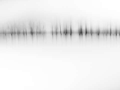 Treeline