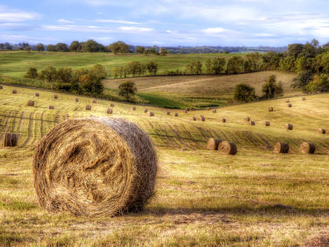 Fields of gold 4