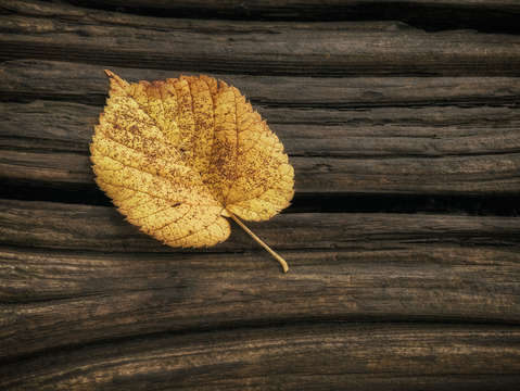 Single yellow birch leaf