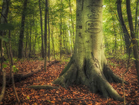 The giving tree