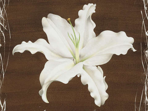 Brown Lily