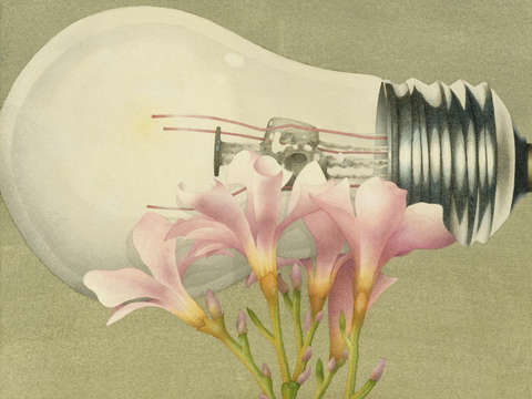 Lightflower