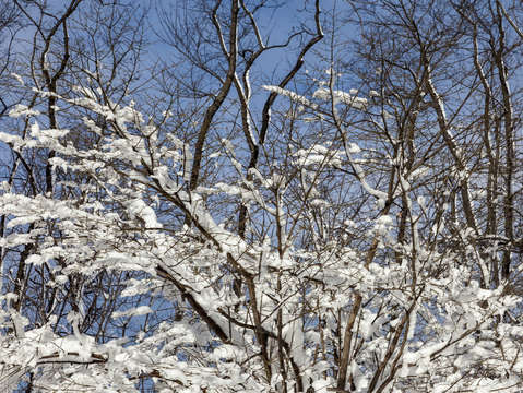 Snow and bushes 1