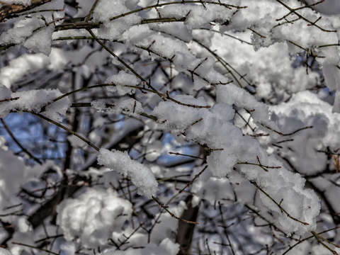 Snow branches and sky