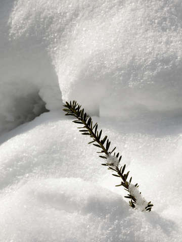 Pine branch and snow 2