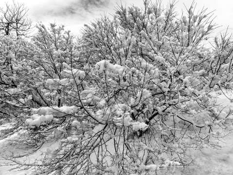 Snow and bushes 2