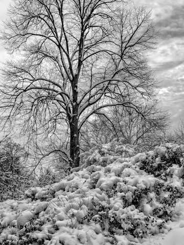 Tree bushes and snow