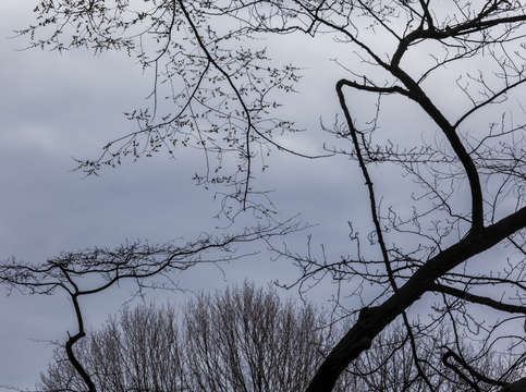Trees and dark clouds
