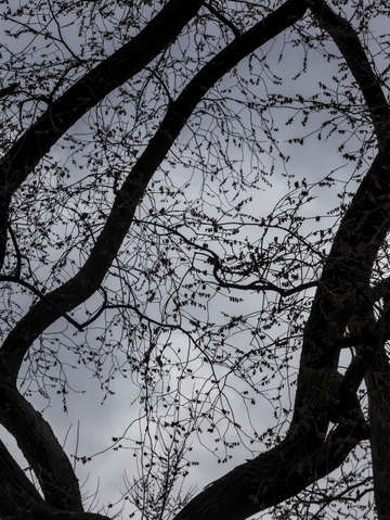 Trees clouds and branches