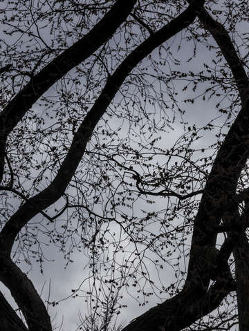 Trees clouds and branches 2