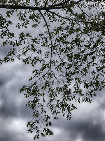 Trees clouds and branches 2 2