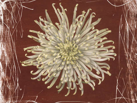 Red mum