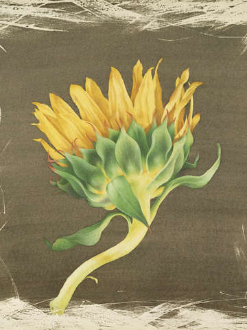 Sunflower Drying