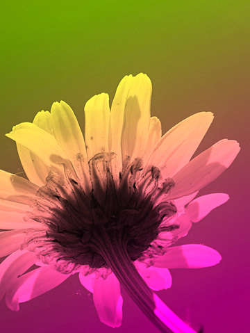 A daisy is never shy