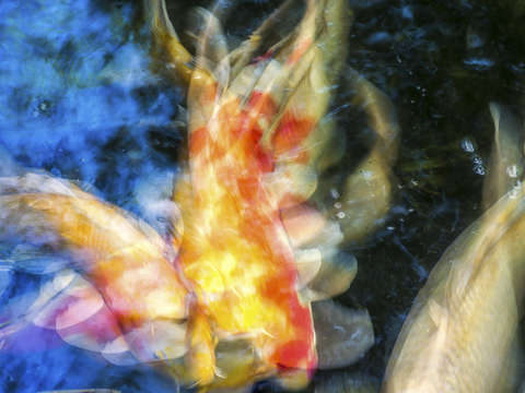 Big koi