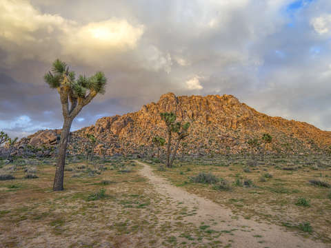 A joshua sunset
