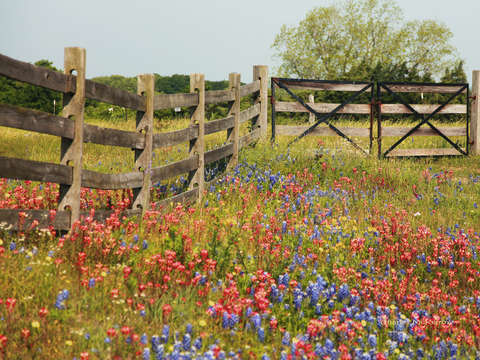 Wildflowers at the gtae