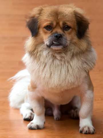 Bao
