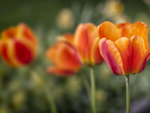 Spring tulips