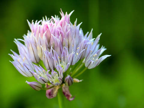 Blue chive flower