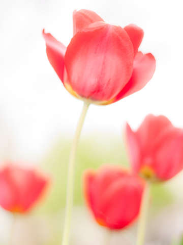 High key tulips