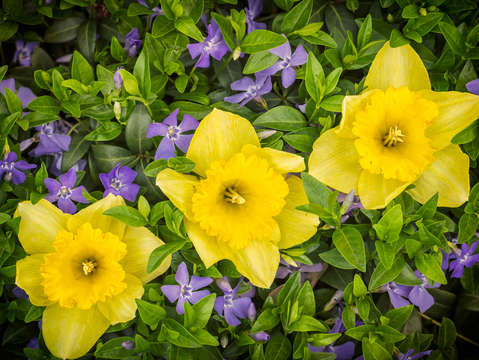Three daffodils in blooming periwinkle