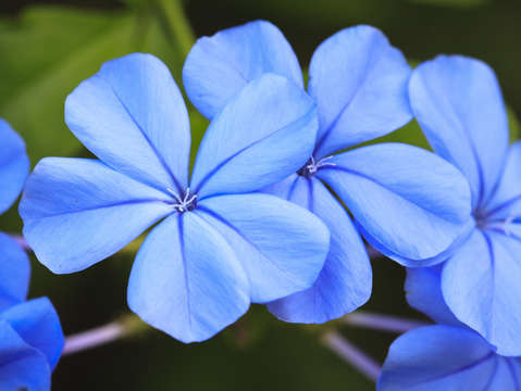 Blue flax
