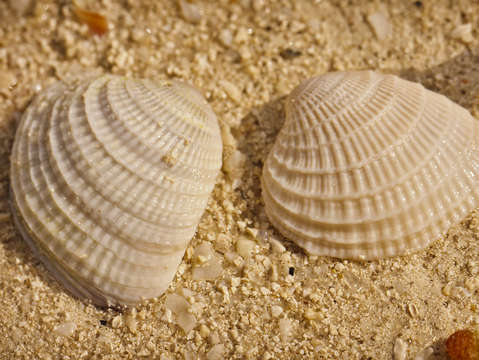 Two shells
