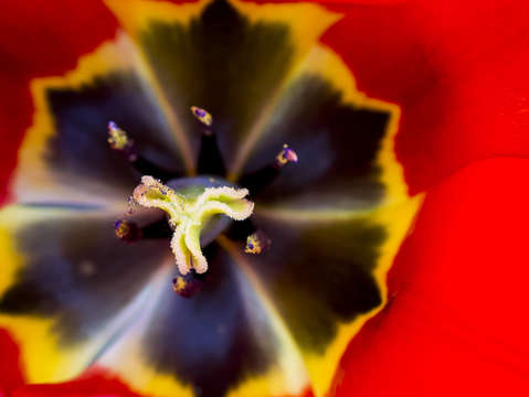 Red tulip macro