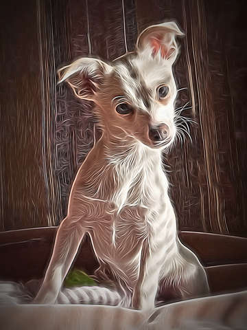 Impressionist chihuahua 2