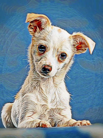 Impressionist chihuahua 3