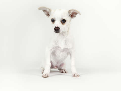 Chihuahua puppy 1