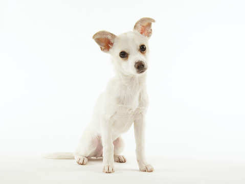Chihuahua puppy 3