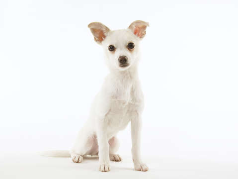 Chihuahua puppy 4