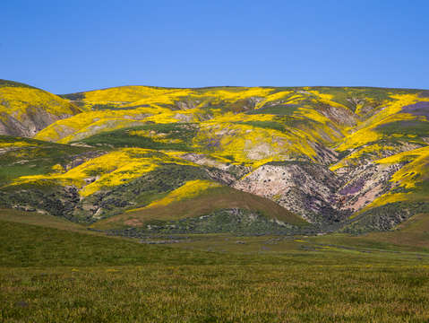 Carrizos colors