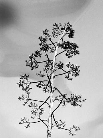 Tree and sky
