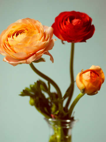 She loved flowers 2