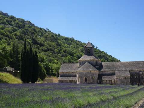 Lavender 3