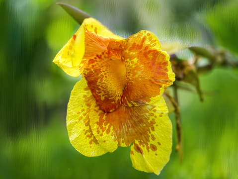 Orange iris faux oil