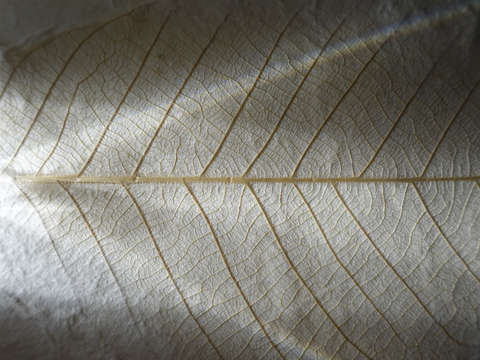Delicate leaf 5593 a