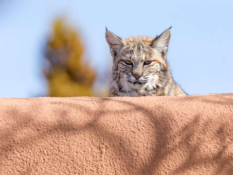 Bobcat i